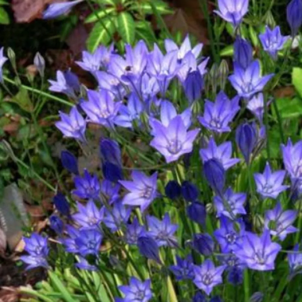 Triteleia 'Corrina'