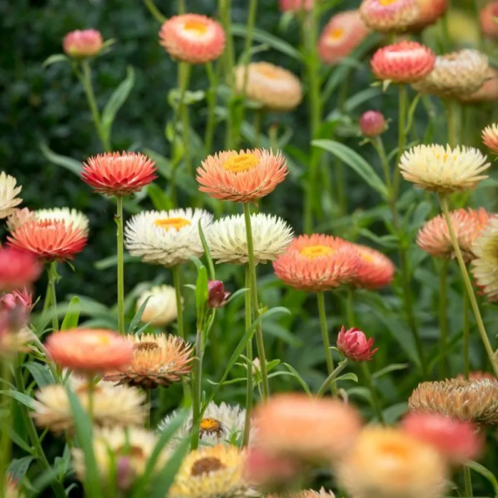 Sommaraster 'Apollonia' – laxrosa