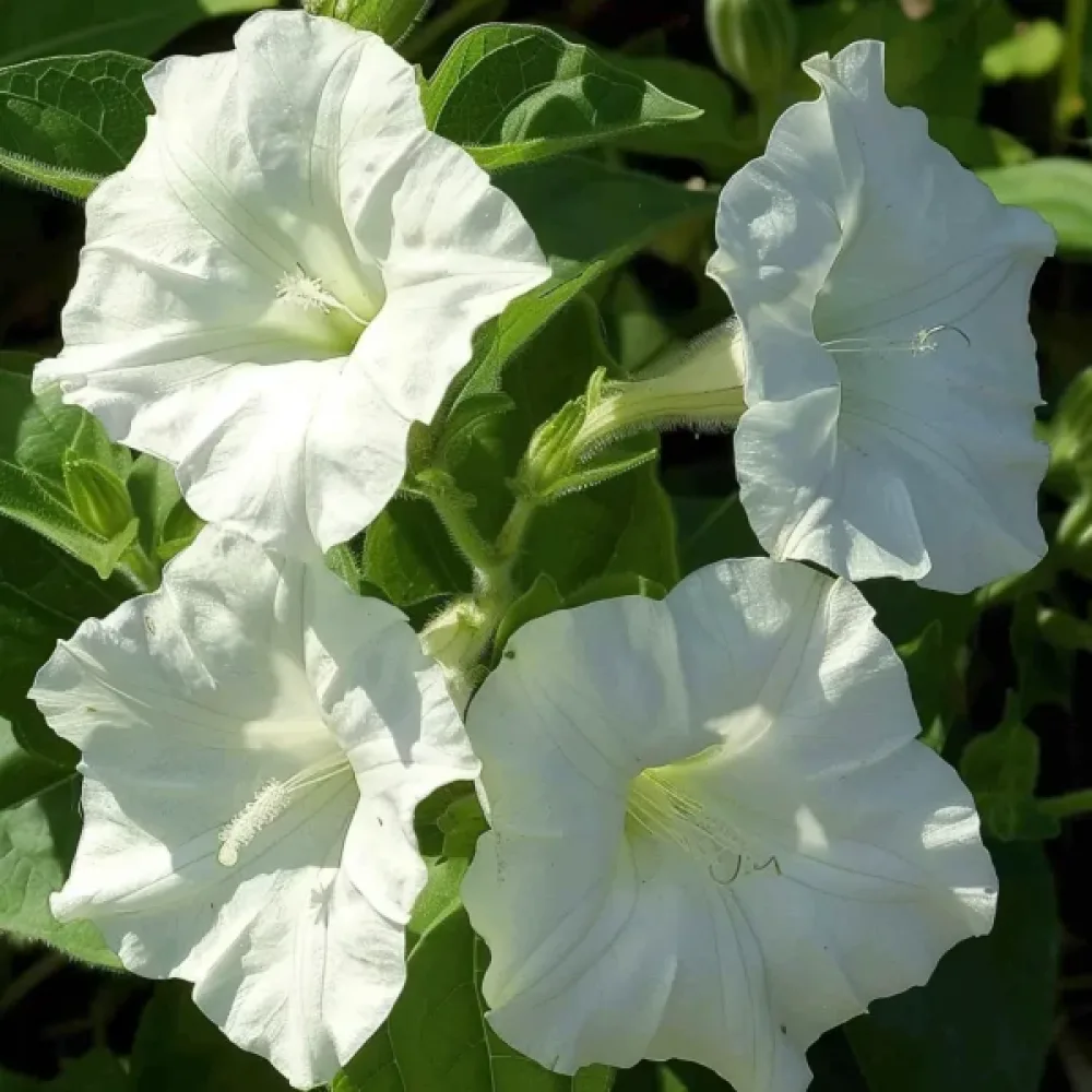 Underblomma – vit