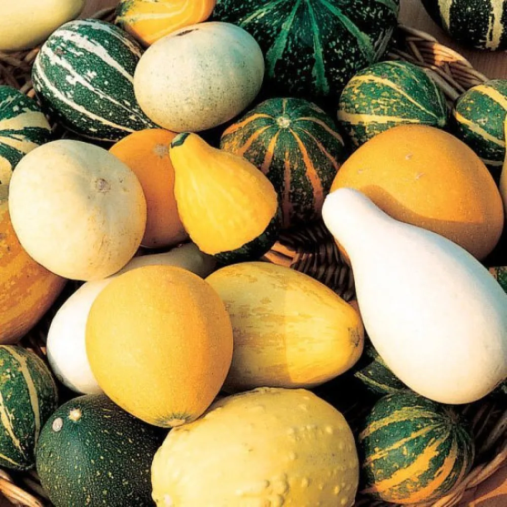 Pumpa, storfruktiga – blandning