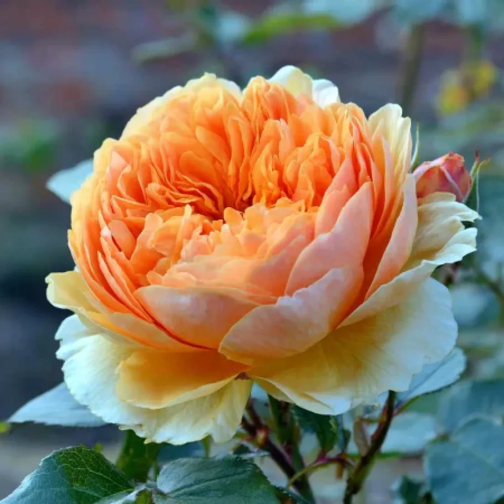 Ros 'Sofia Garden' – barrotad