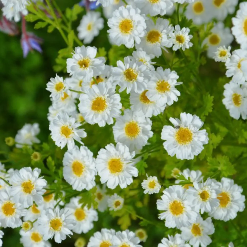 Mattram Tanacetum parthenium