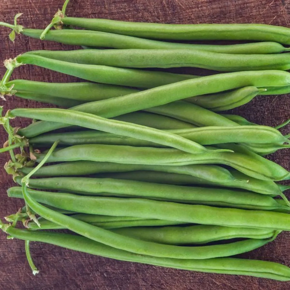 Trädgårdsböna 'Paulista'