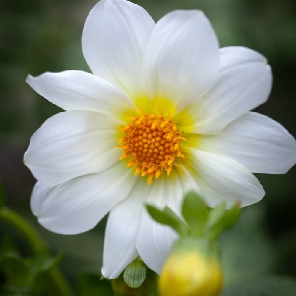 Lågväxande dahlia 'Mignon White Shades'