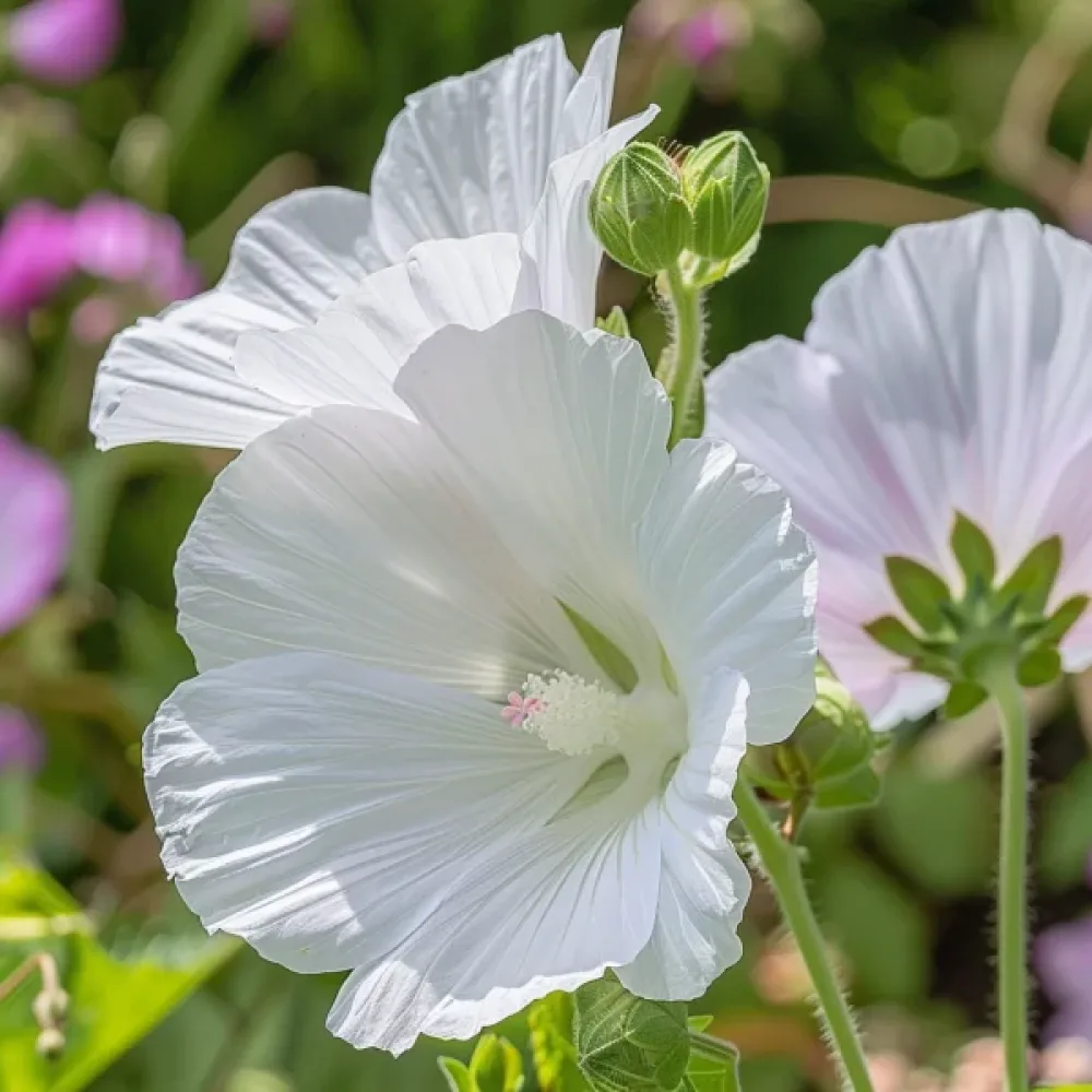 Praktmalva Malope trifida, vit