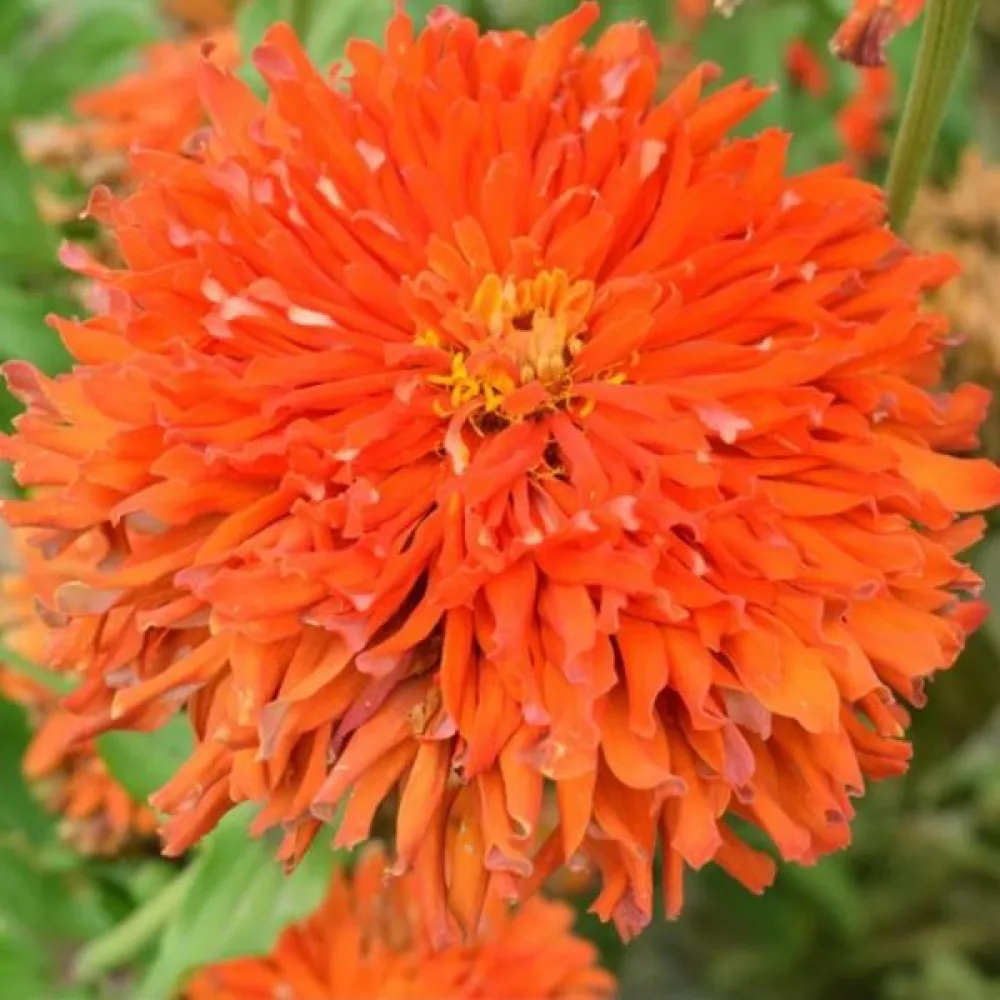 Zinnia 'Aztec'