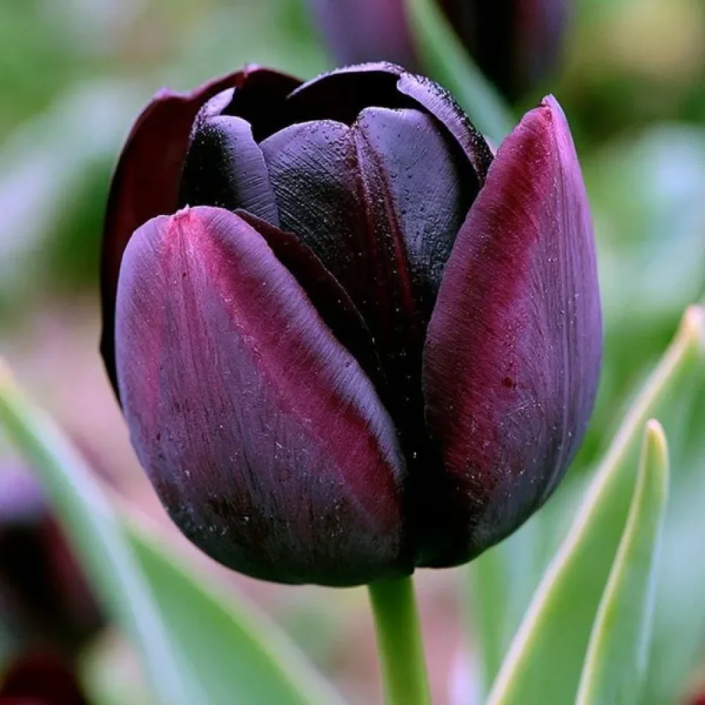 Tulpan 'Paul Scherer'