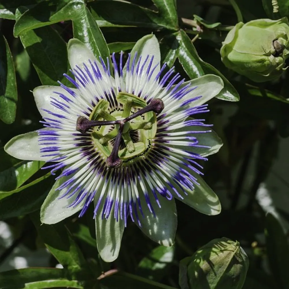 Passionsblomma Passiflora caerulea – blå