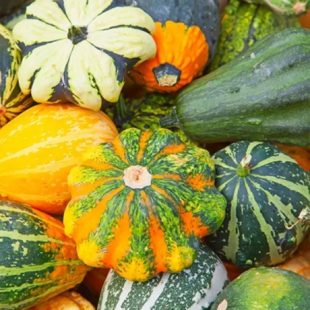 Pumpa, småfruktiga – blandning