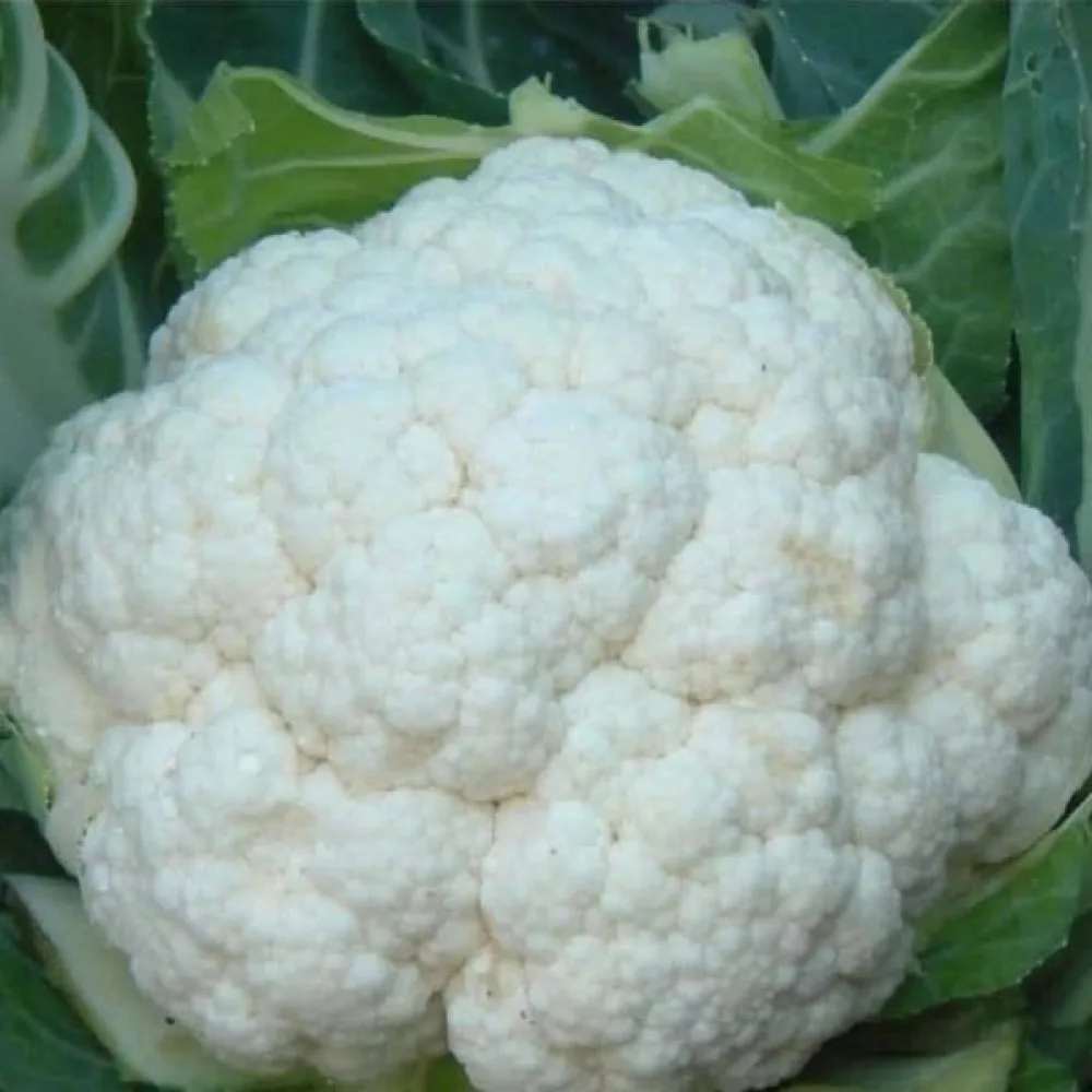Blomkål 'Movir 74'