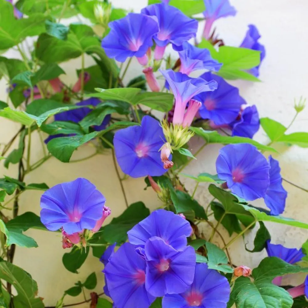 Blomman för dagen 'Heavenly Blue'