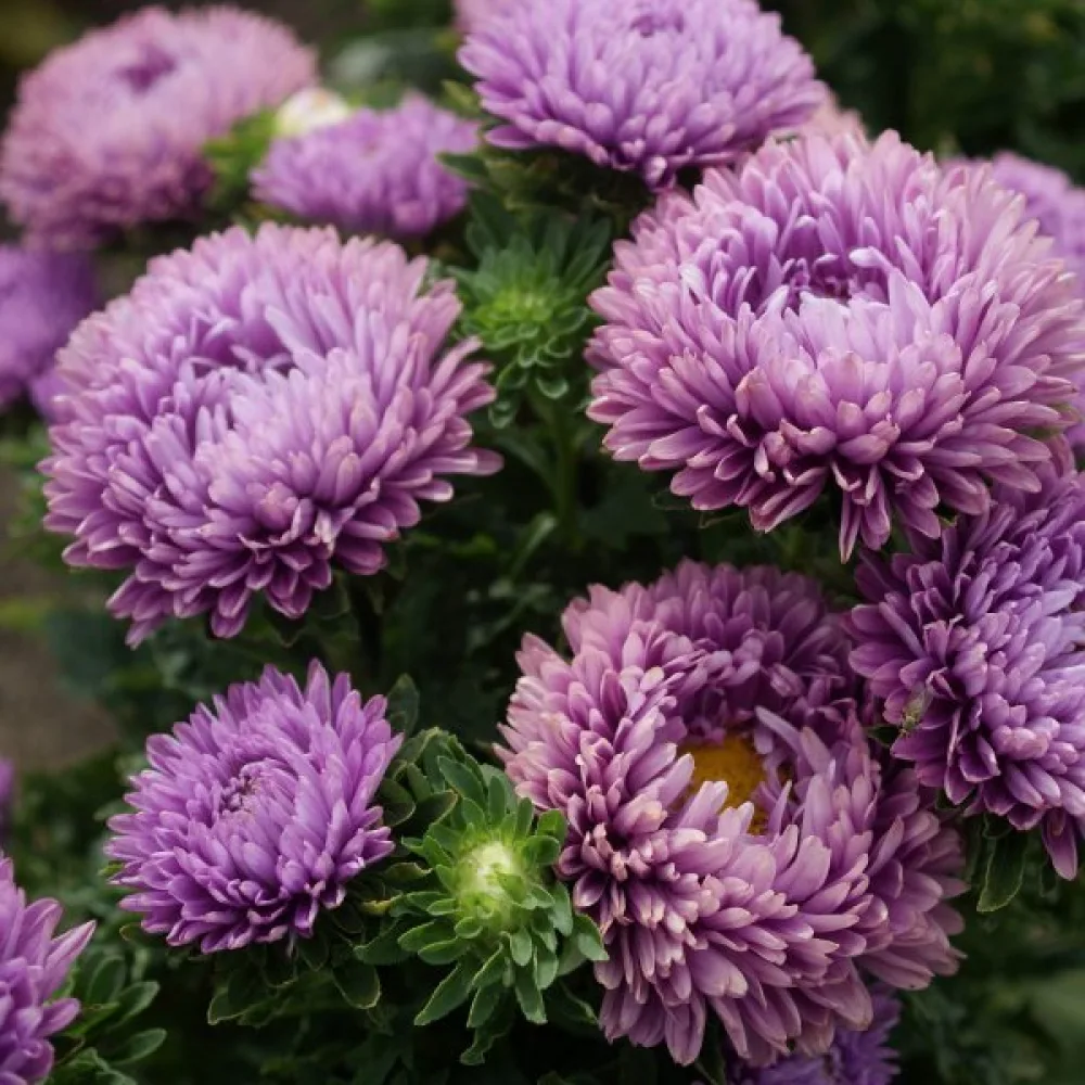 Sommaraster 'Milady' lila