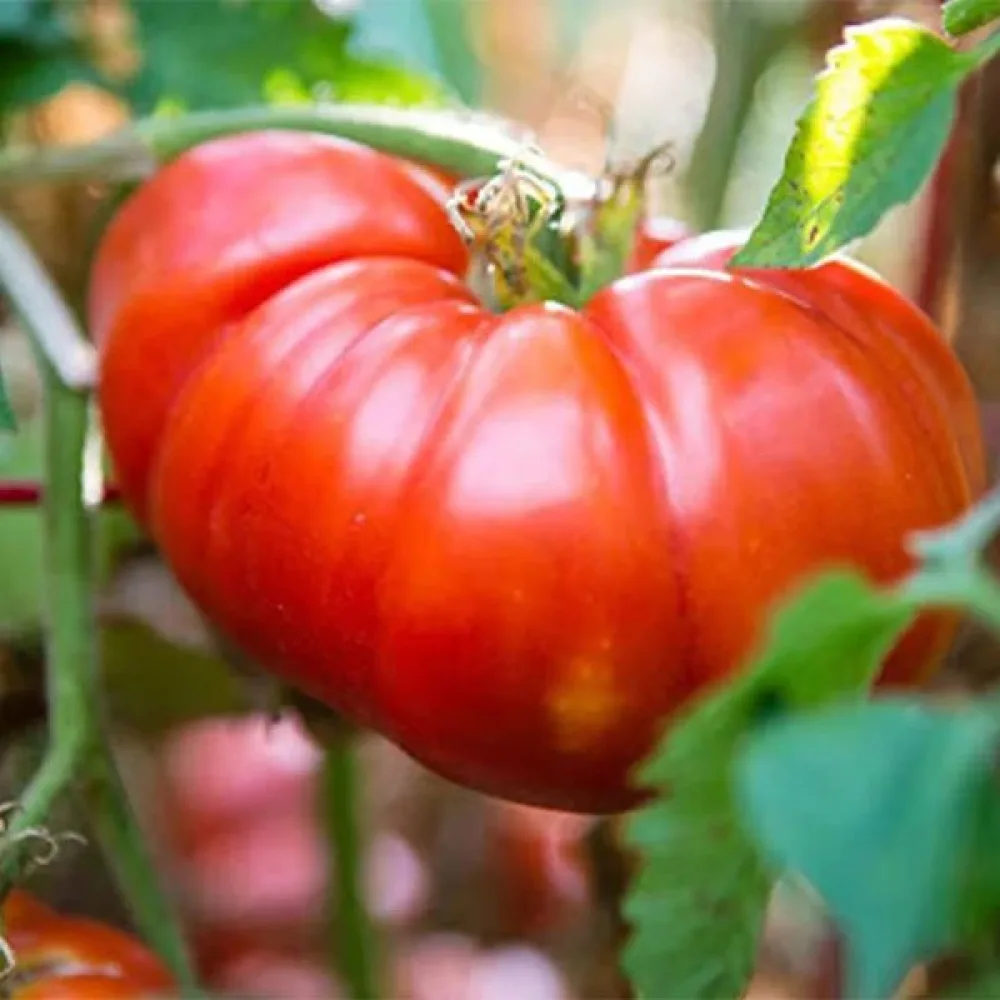 Tomat 'Marmande'