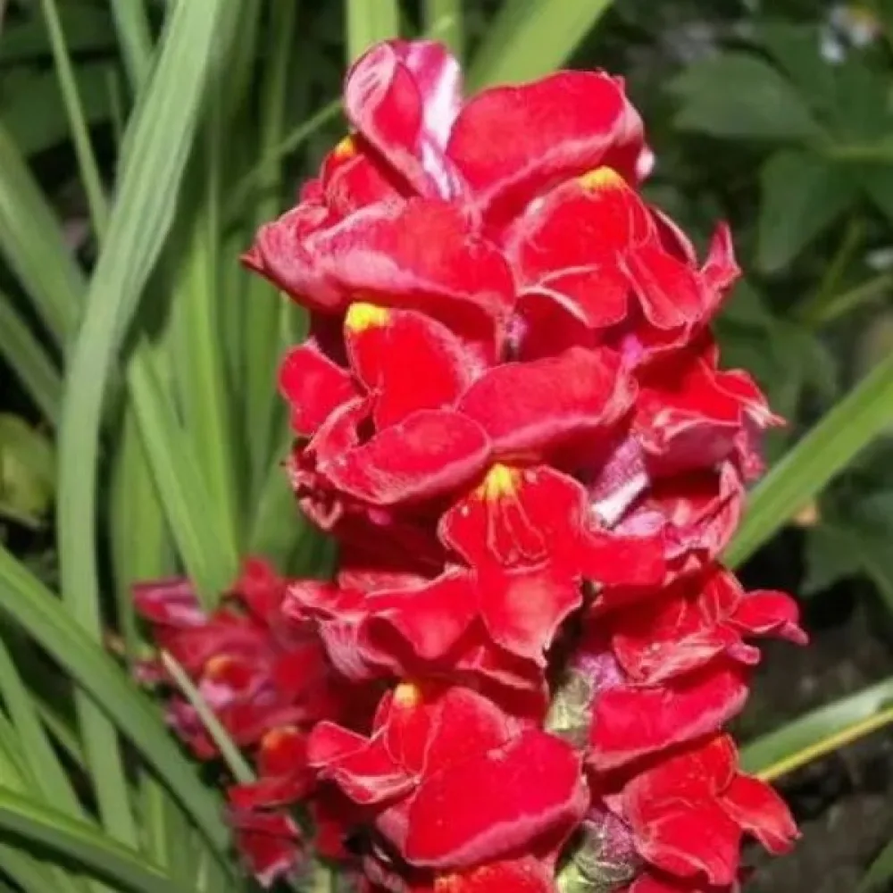 Lejongap 'Ruby'