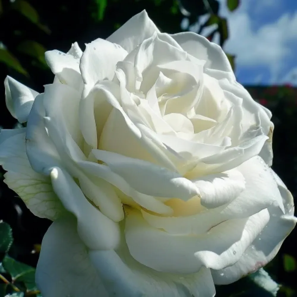 Ros 'Cream Elegance'