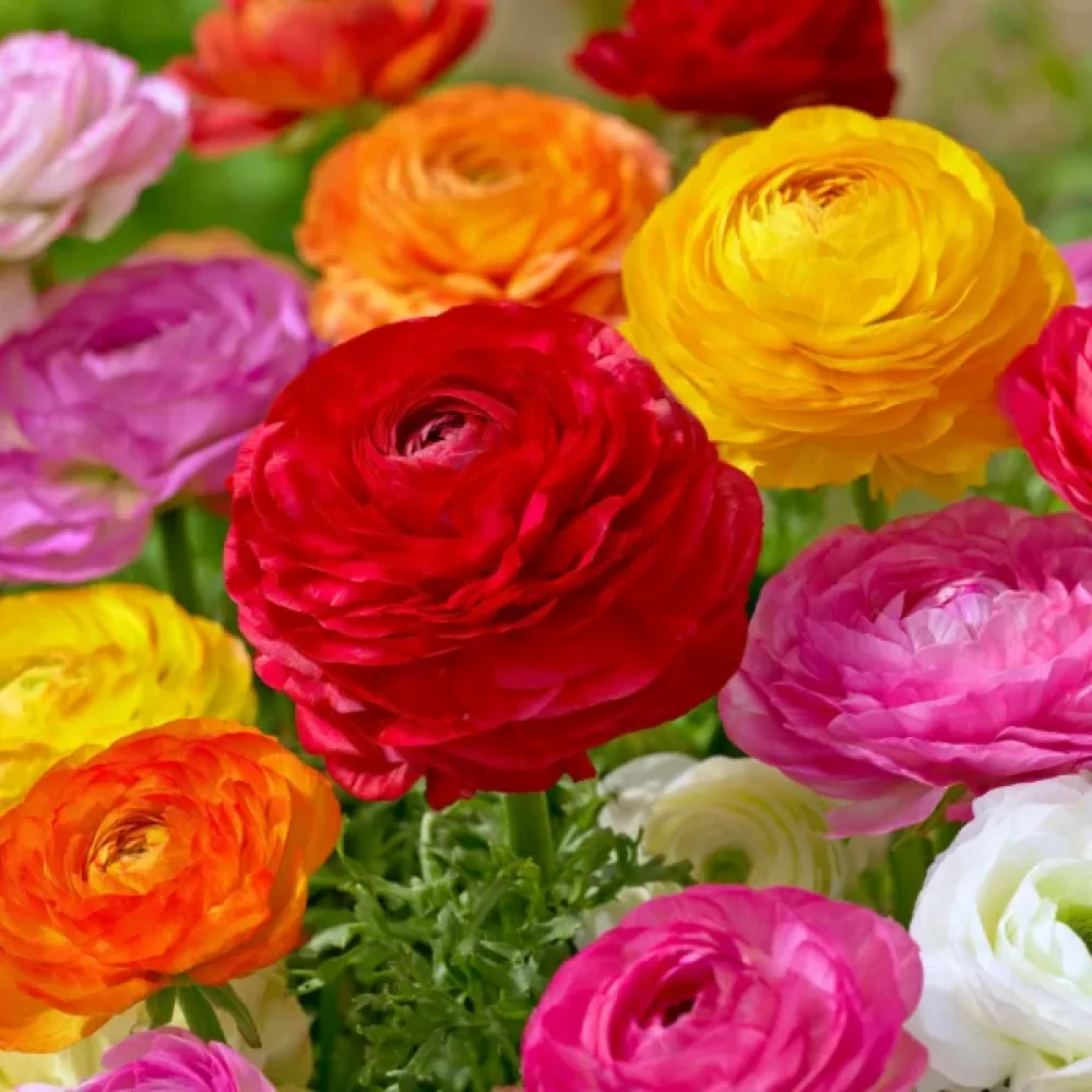 Ranunkel 'Mixed Tomer'