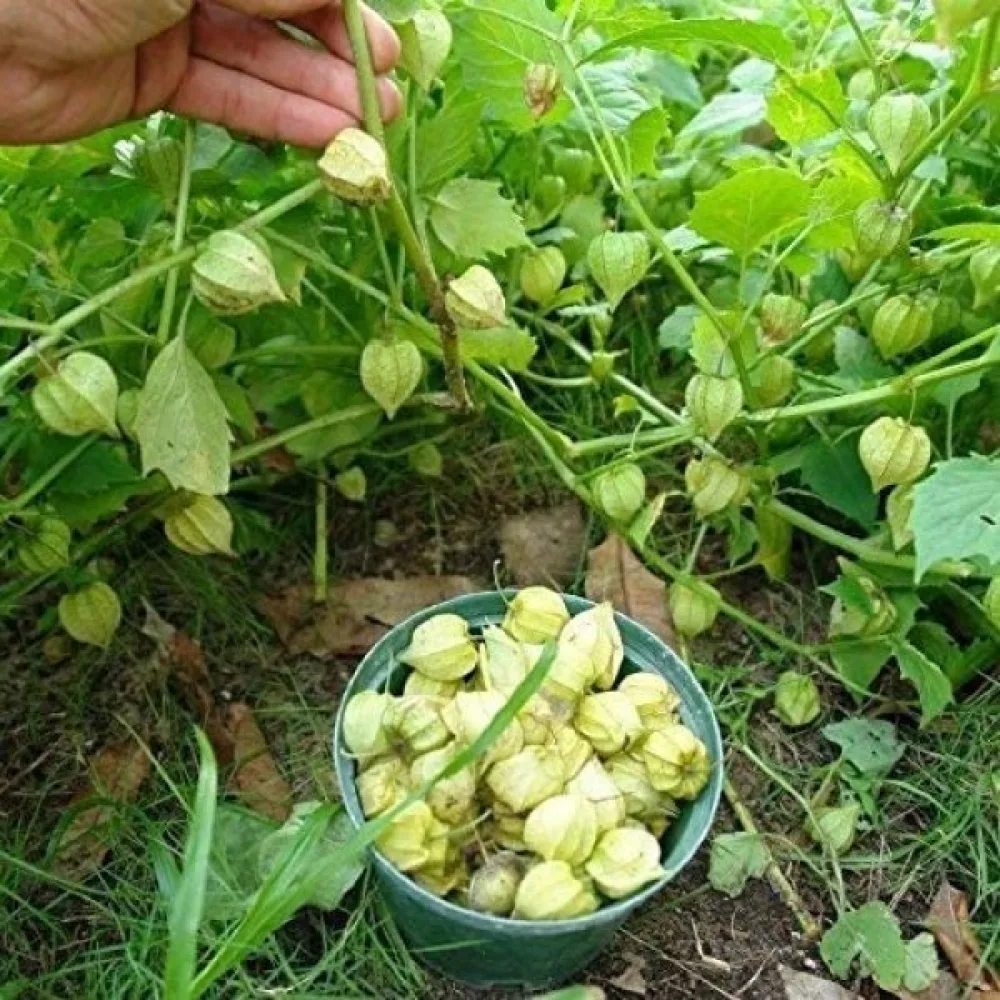 Jordkörsbär Physalis pruinosa