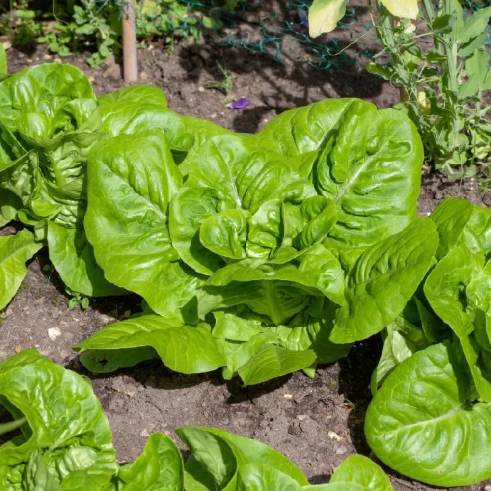 Romansallad 'Little Gem' (Sucrine)