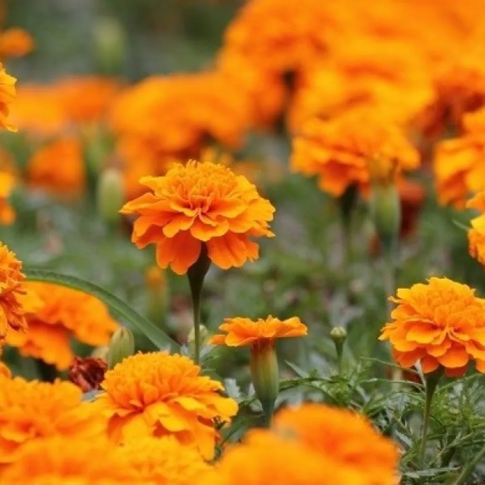 Fransk tagetes 'Tangerine'