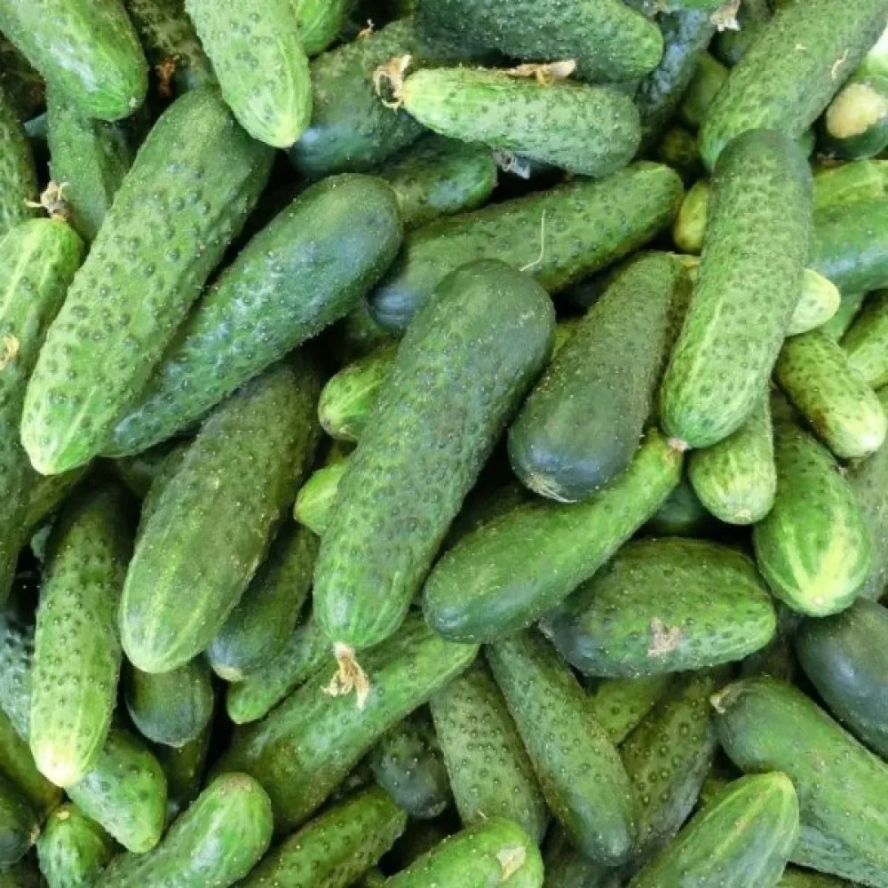 Druvgurka 'Rodniciok' F1