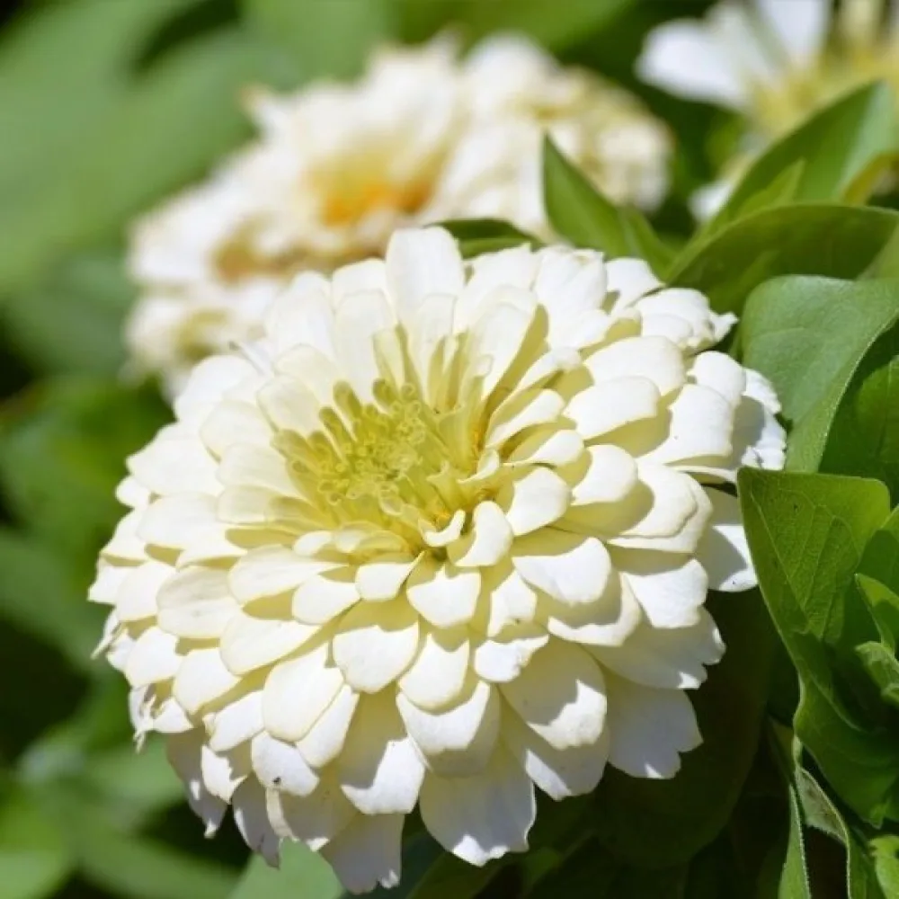 Zinnia 'Polar Bear'