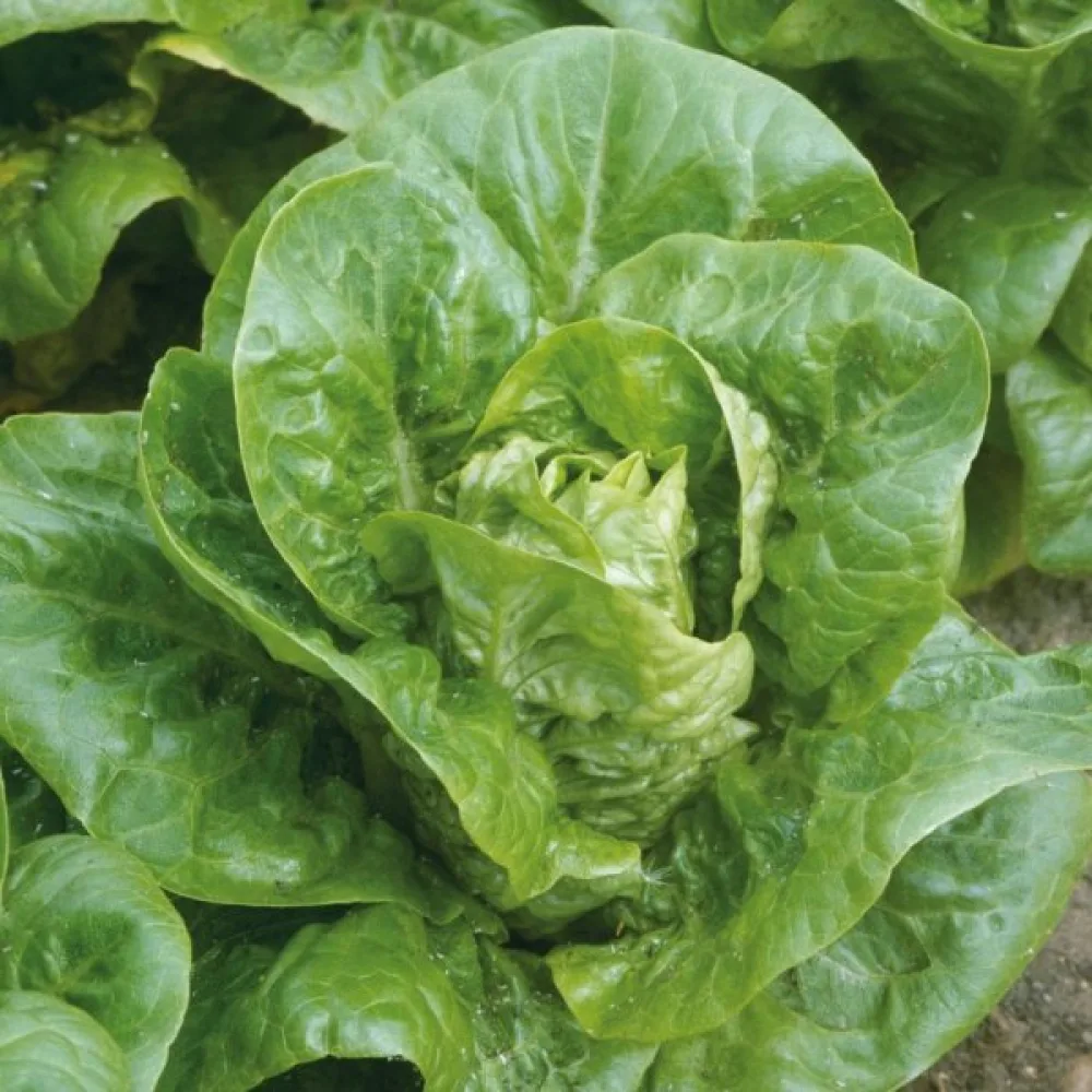 Romansallad 'Little Gem' (Sucrine)