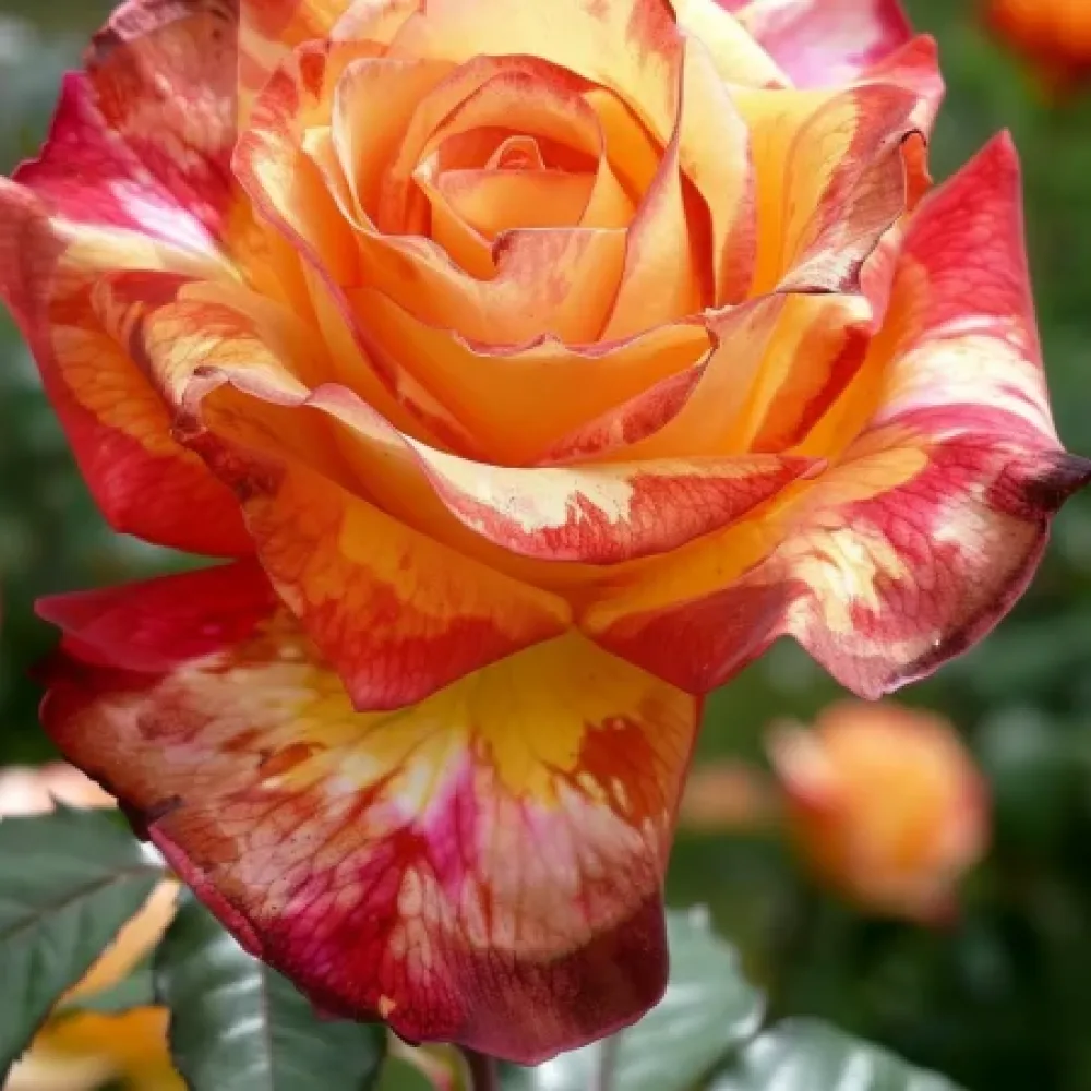 Ros 'Caramel Delight' – barrotad