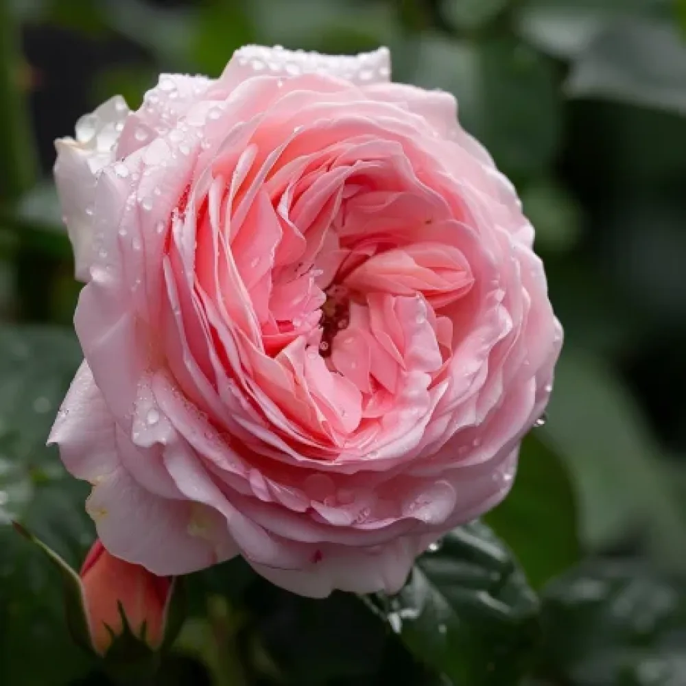 Ros 'Amorina' – barrotad