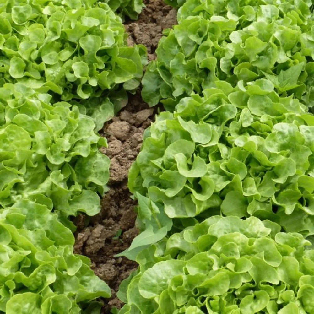 Sallad 'Grunetta'