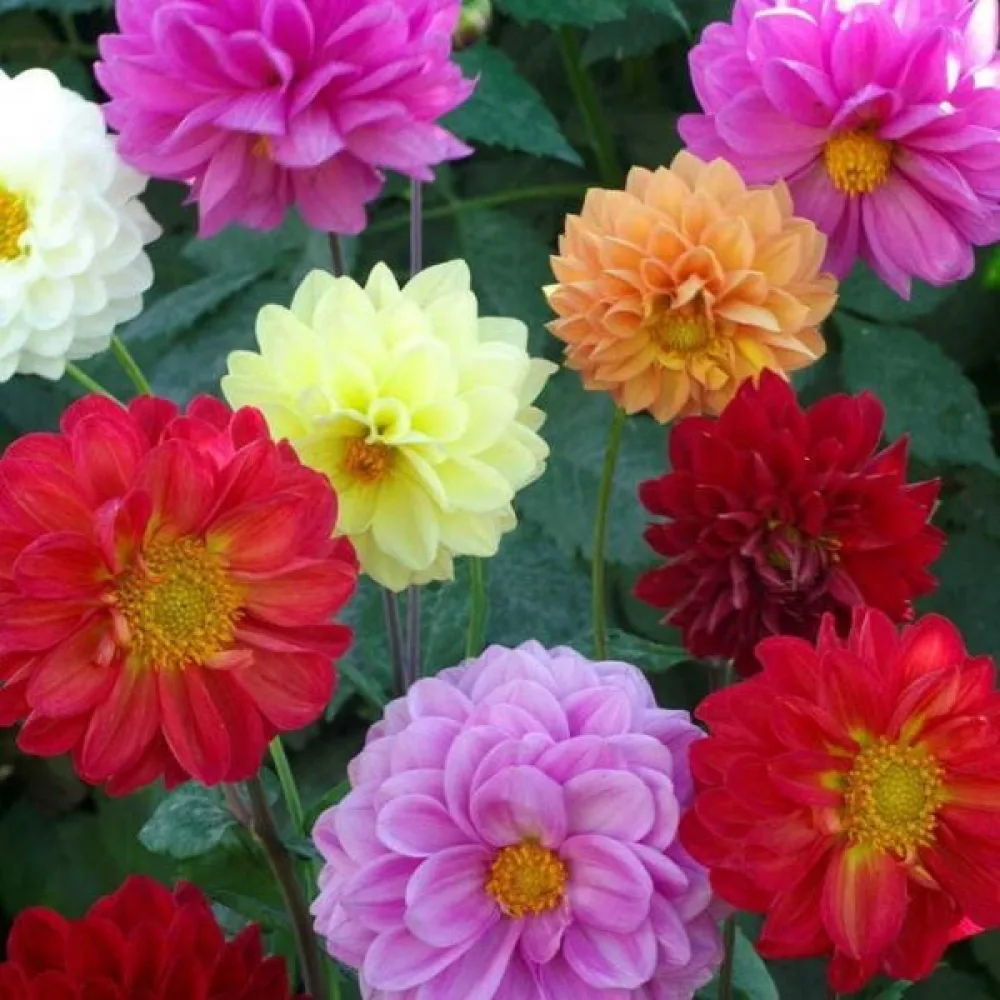 Hög dahlia 'Decorative Giants' – mix