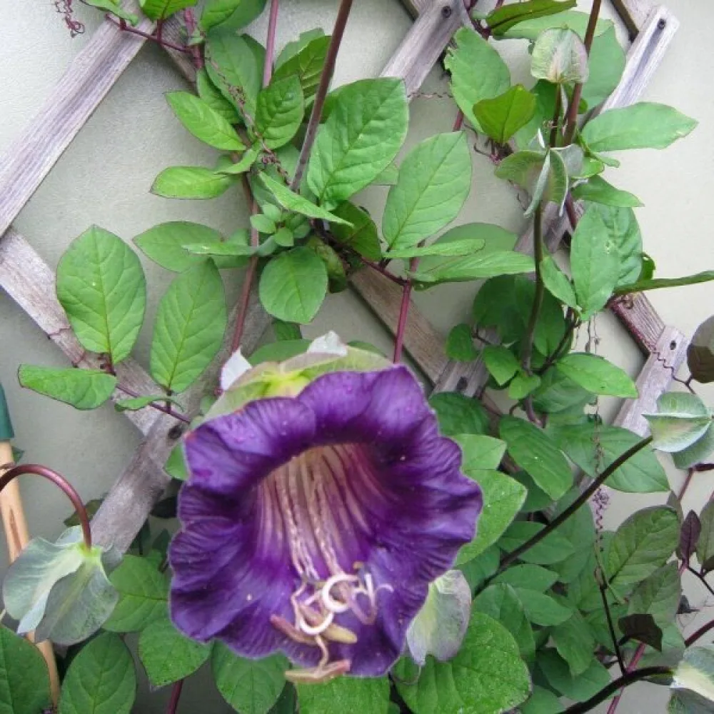 Klockranka, violett