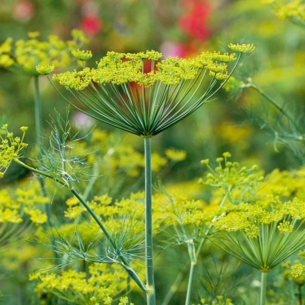 Dill 'Tetra'