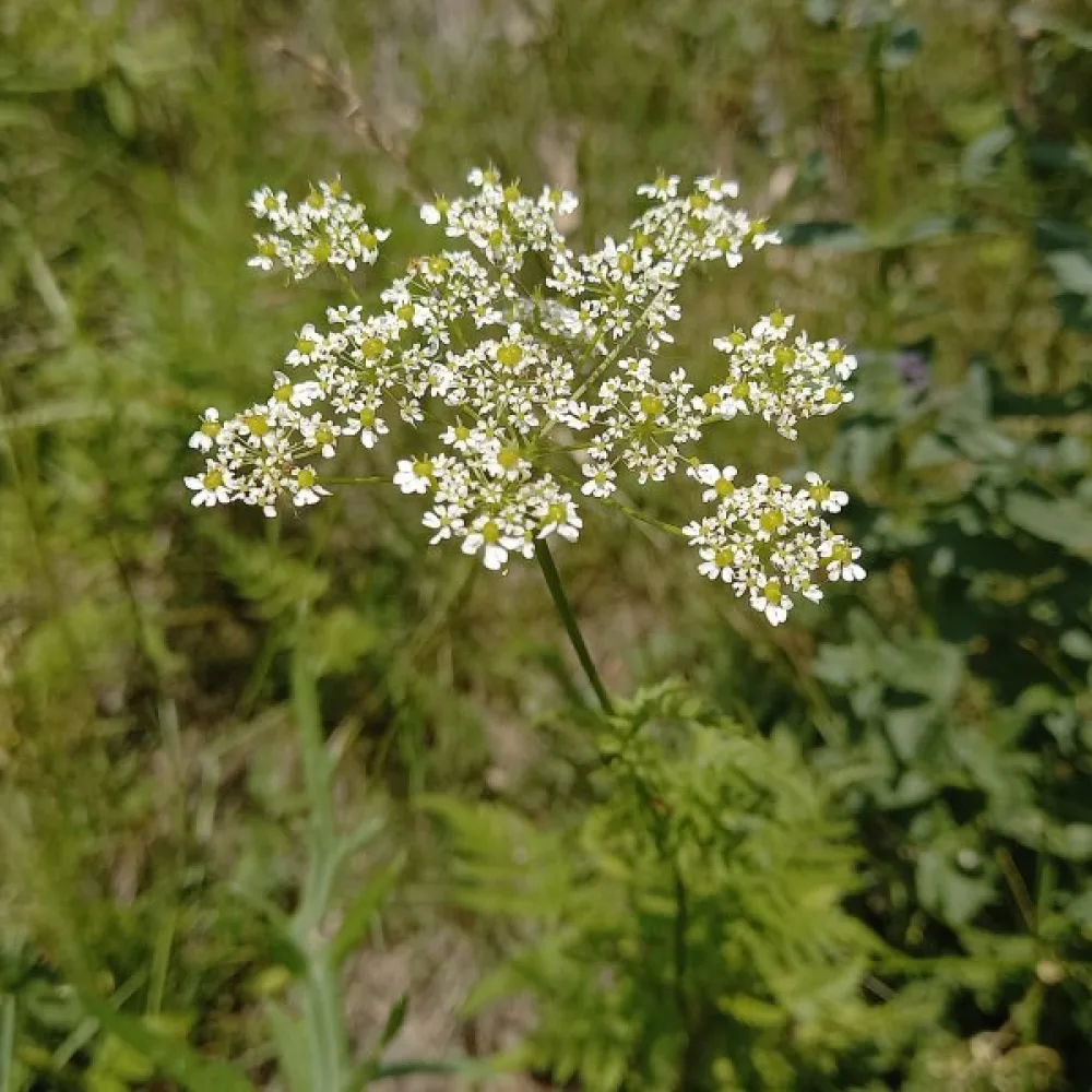 Guldkörvel Chaerophyllum aureum