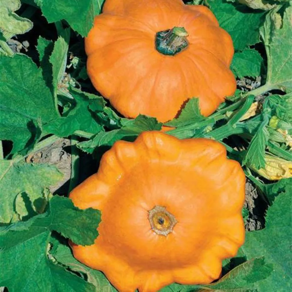 Patisson 'Orange'