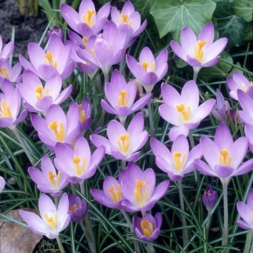 Krokus 'Barrs Purple Tommasianus'