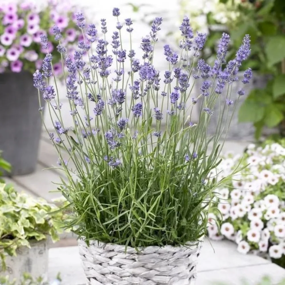 Lavendel 'Munstead'