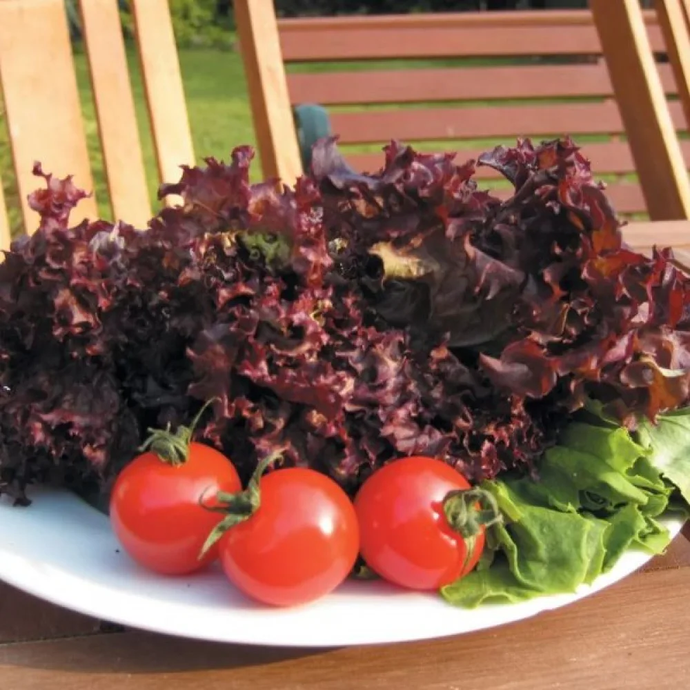 Sallad 'Lollo Rossa'
