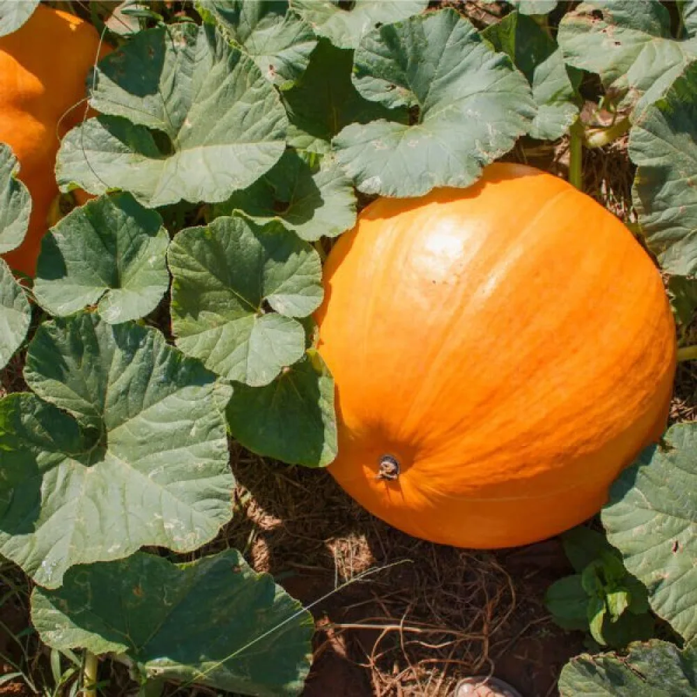 Pumpa 'Bambino'