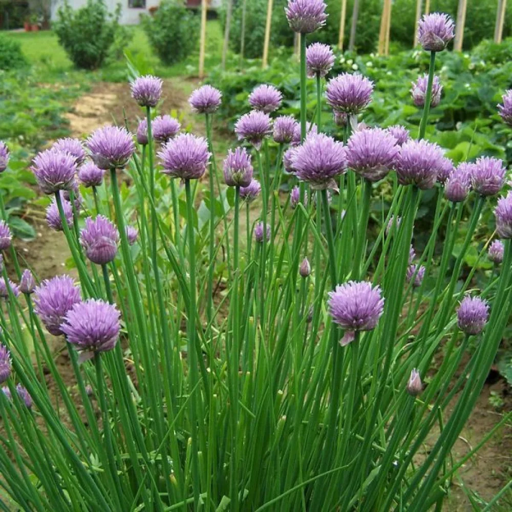 Gräslök, bredbladig – ätliga blommor