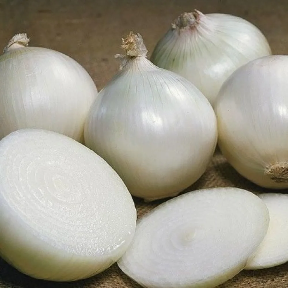Matlök 'Agostana'