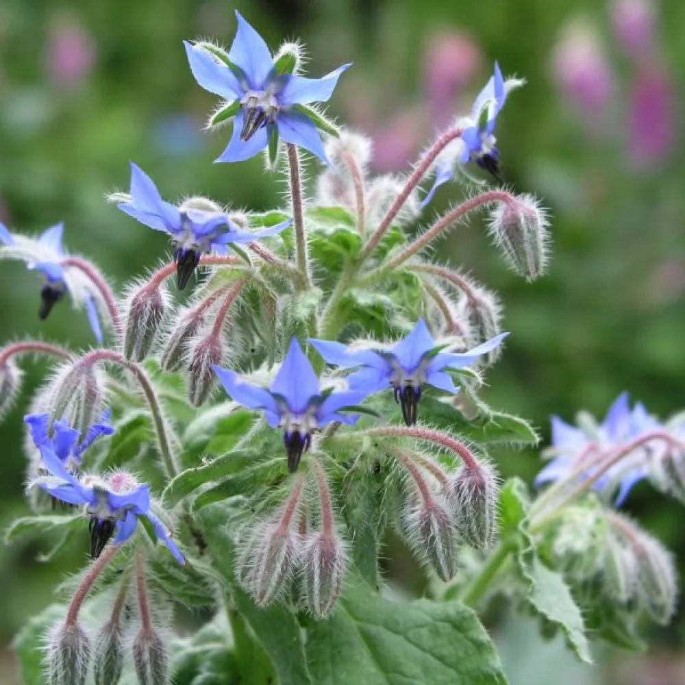 Gurkört Borago officinalis