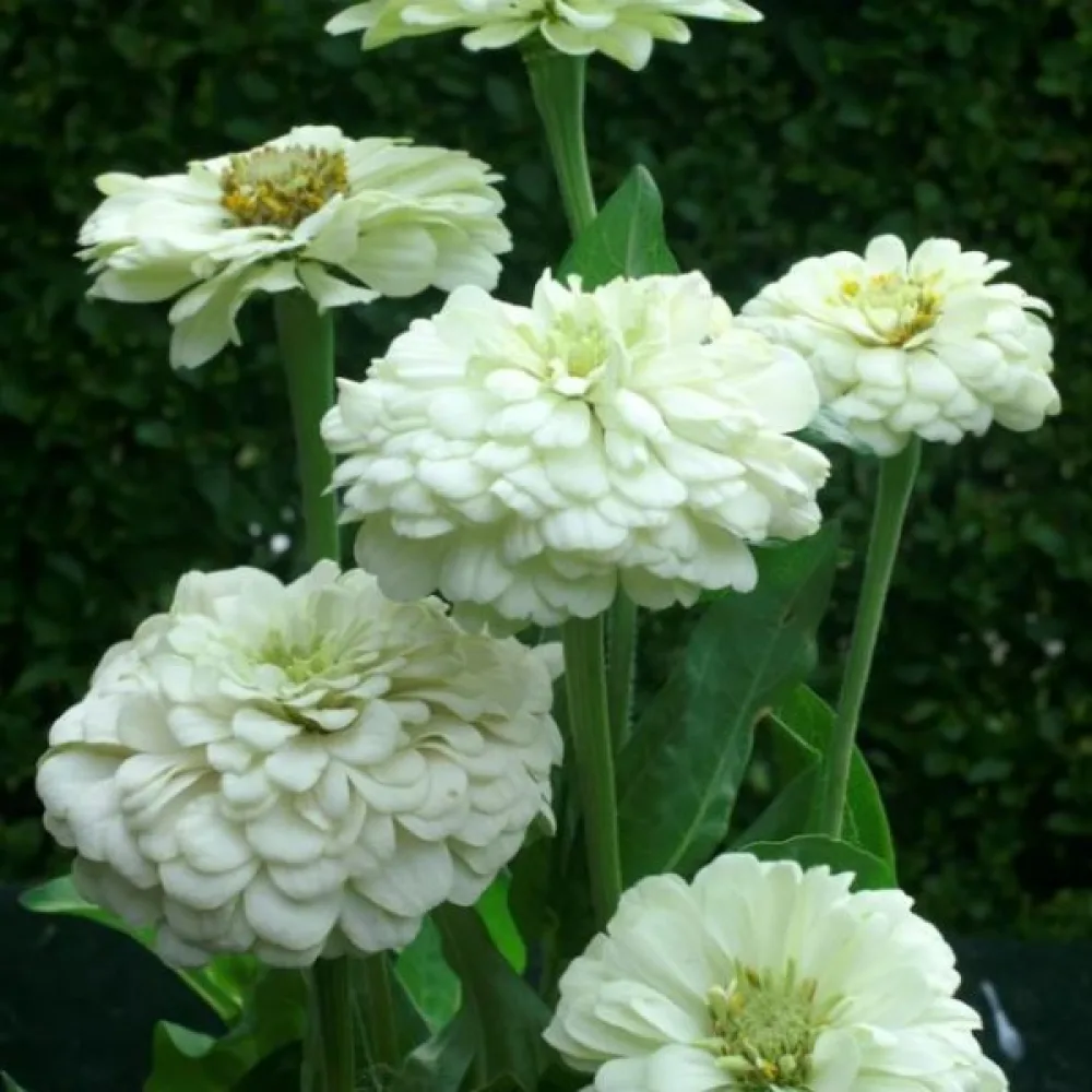 Zinnia 'Super Yoga White'