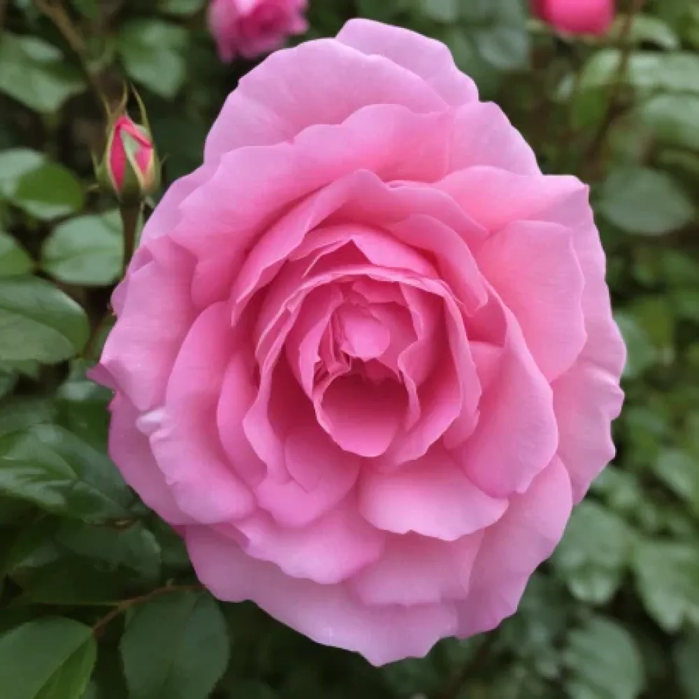 Ros 'Lavender Embrace' – barrotad