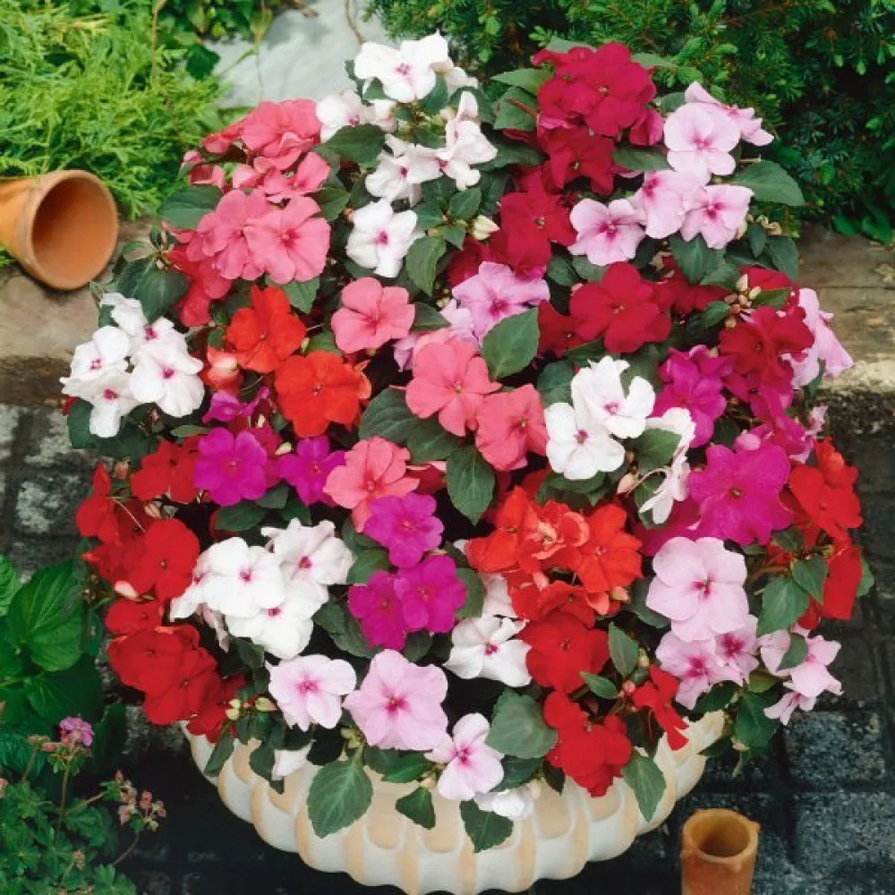 Flitiga Lisa 'Holstii' – mix