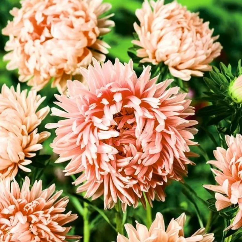 Sommaraster pionblommig – laxrosa, storblommig