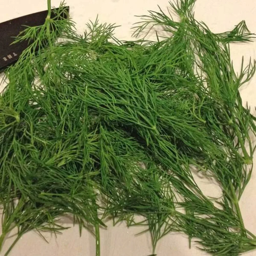 Dill 'Herkules'