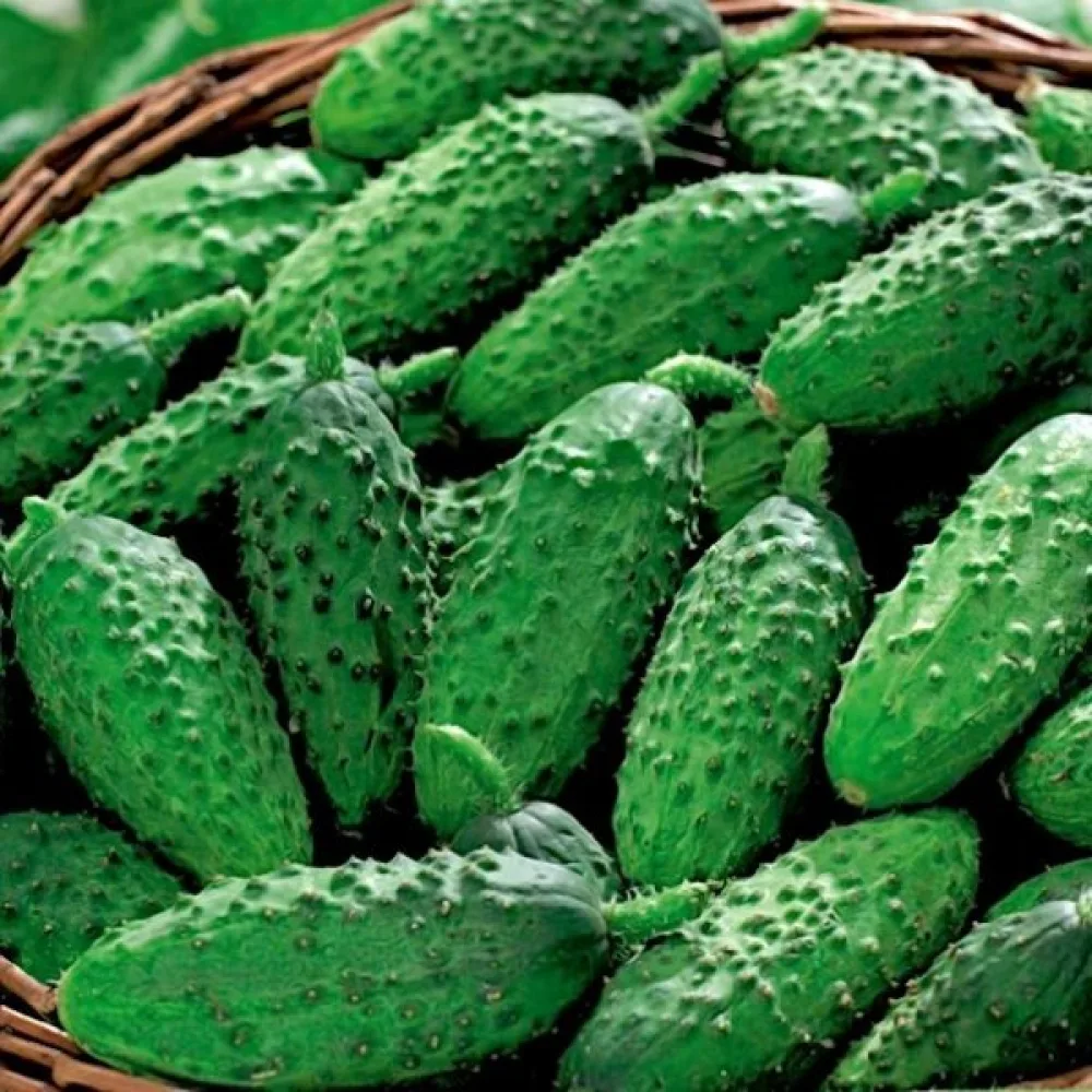 Druvgurka 'Rufus' F1