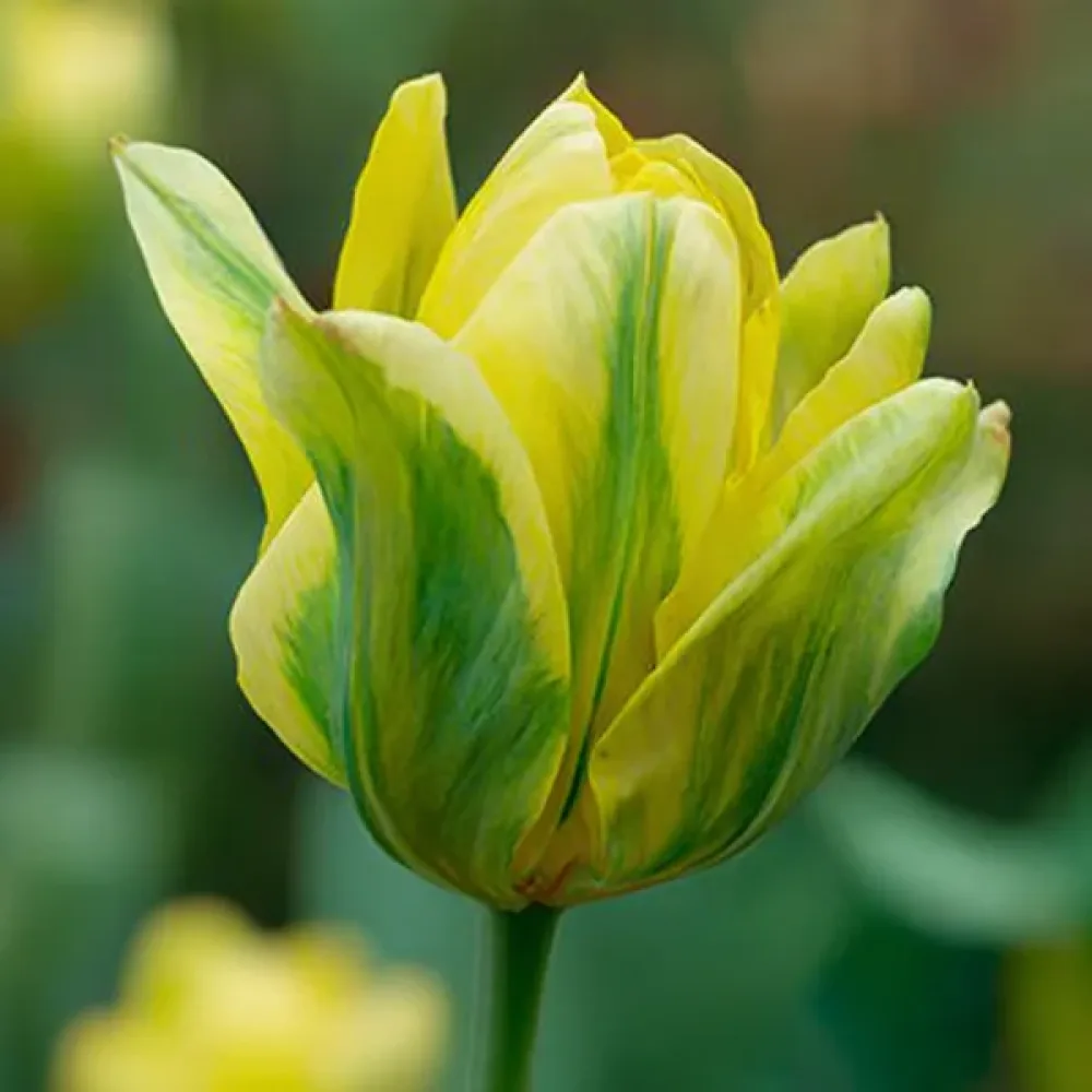 Tulpan 'Formosa'
