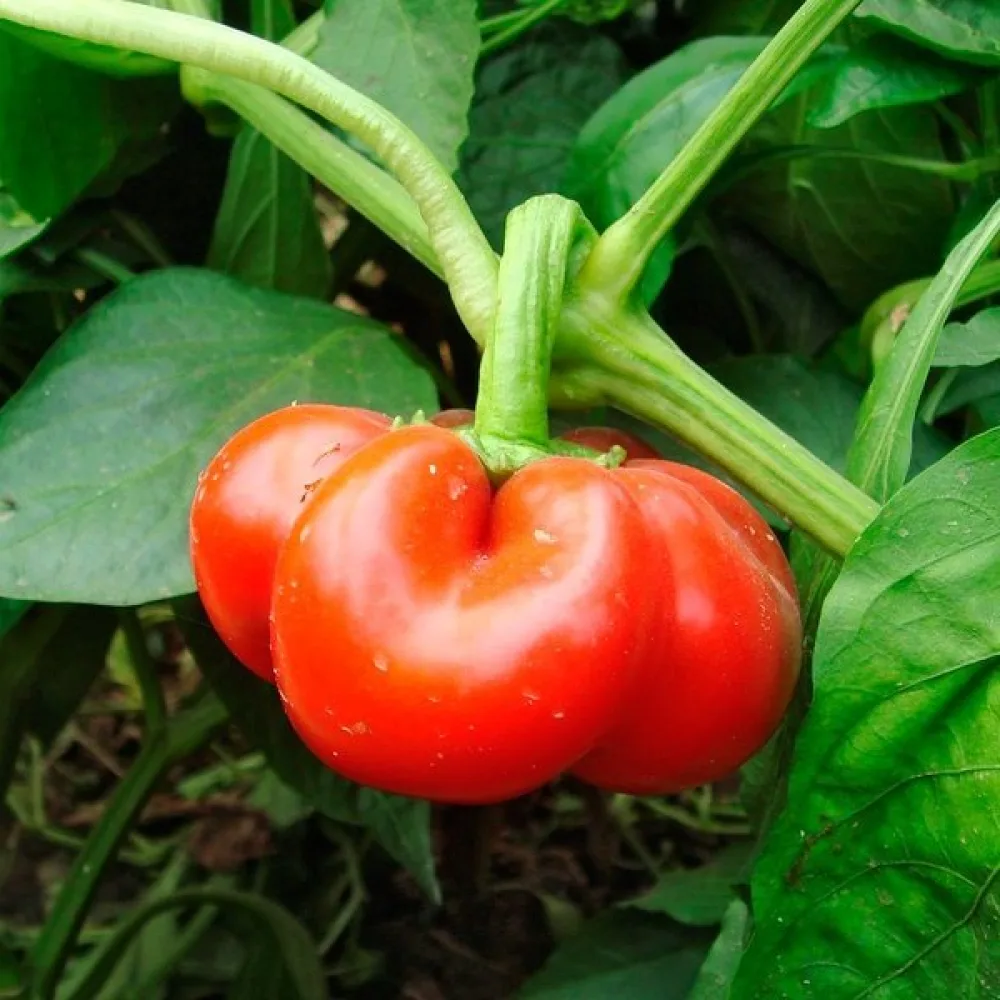 Tomatpaprika 'Topgirl'