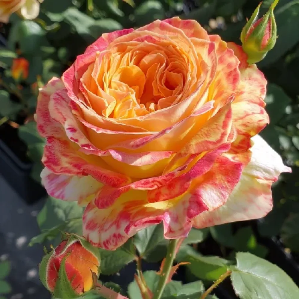 Ros 'Mango Glow' – barrotad